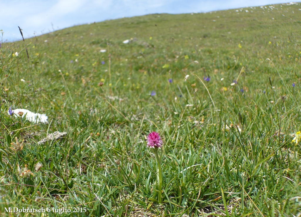 Orchidee alpine austriache ( M.Traweng, Burgeralm, Petzen, M.Dobratsch)